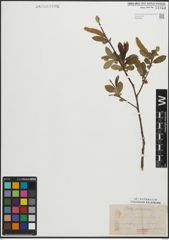 Foto von Salix pentandra L.